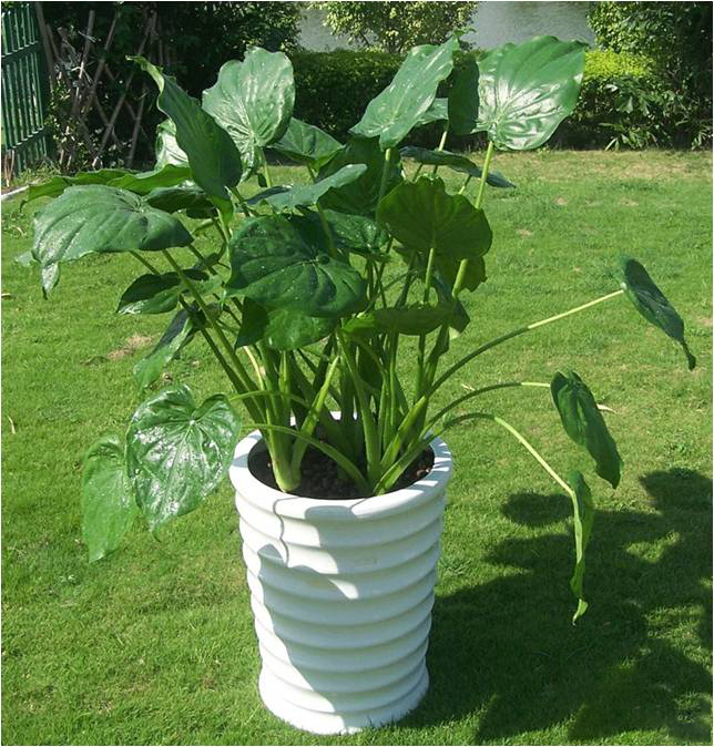 凈化室內空氣功效最顯著的植物