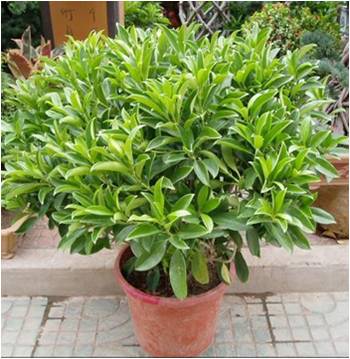 凈化室內空氣功效最顯著的植物