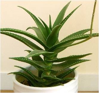 凈化室內空氣功效最顯著的植物