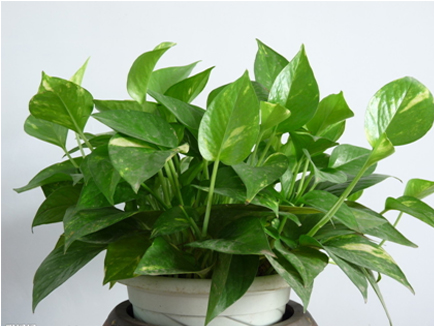 凈化室內空氣功效最顯著的植物